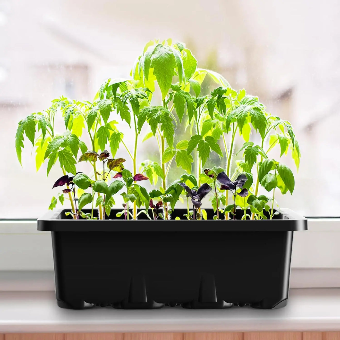 SproutStart Seed Tray Kit – 10 Pack Mini Greenhouse with Ventilation (12 Cells Each)